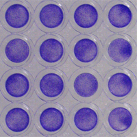 Reduced edge effect in CytoOne